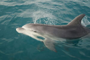 “Are Dolphins Common in Turks and Caicos?” and Other Questions about Turks and Caicos Nature