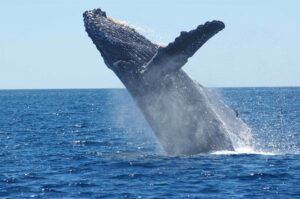 The Best Time to Go Whale Watching in Turks and Caicos