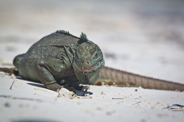 Tim Sackton. The Turks and Caicos rock iguana (Cyclura carinata).