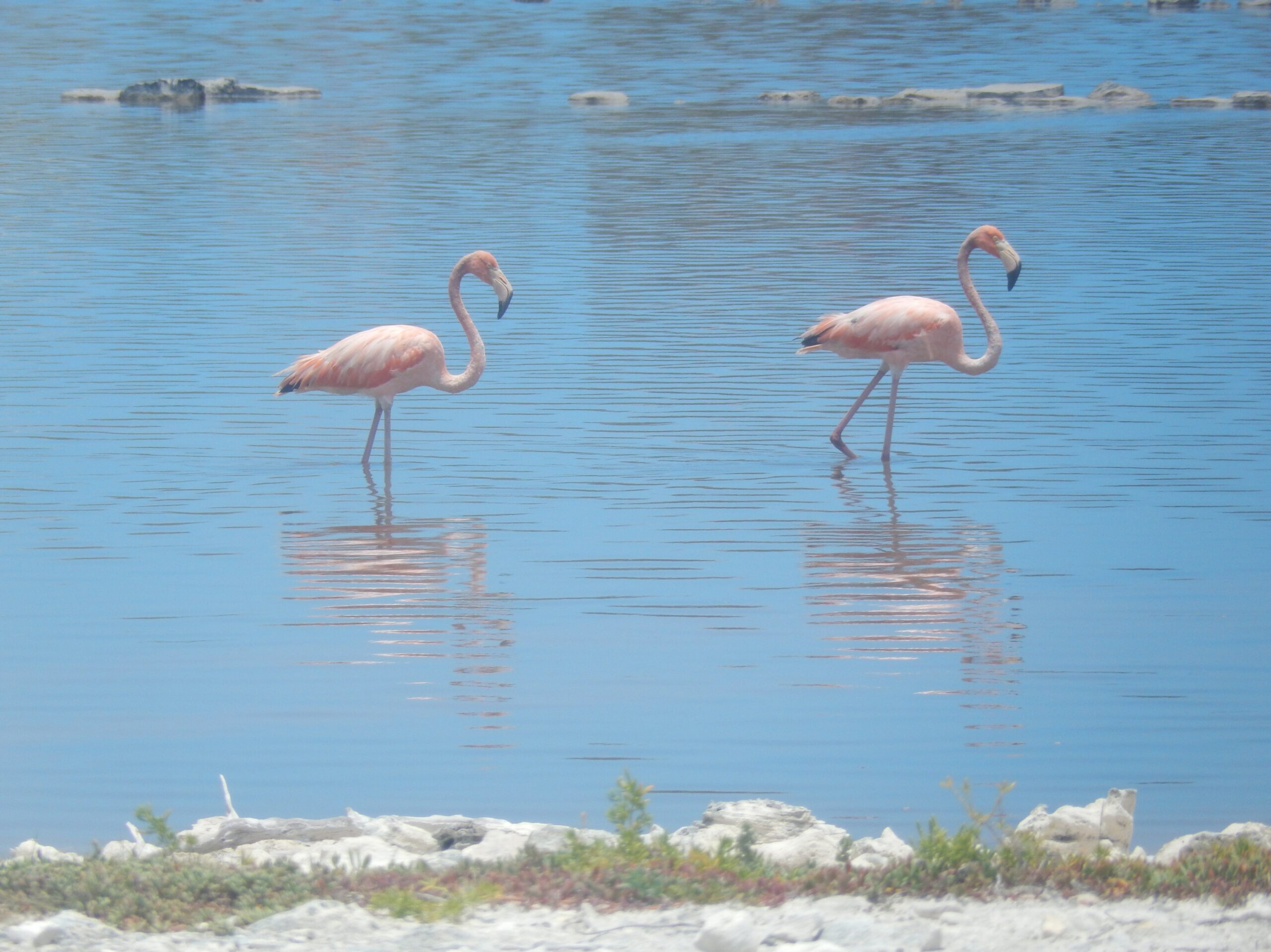 Flamingos on Grand Turk