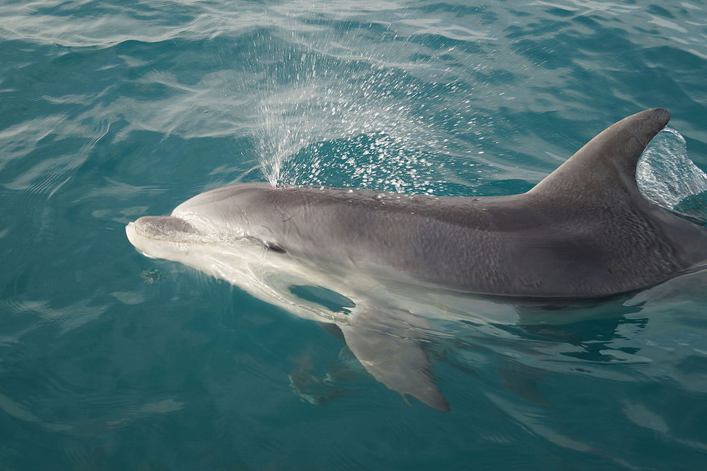 turks and caicos dolphins