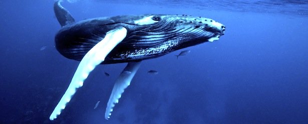 humpback_whale